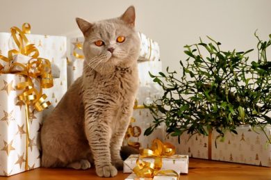 Unique Gift Ideas for Cat Lovers
